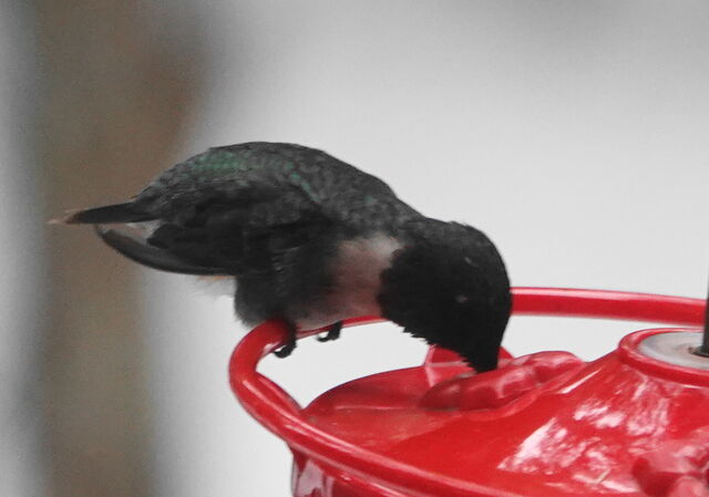 Ruby-throated Hummingbird