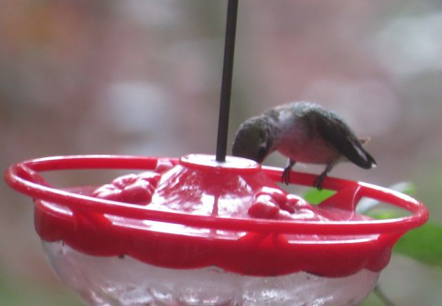 Ruby-throated Hummingbird
