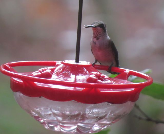 Ruby-throated Hummingbird