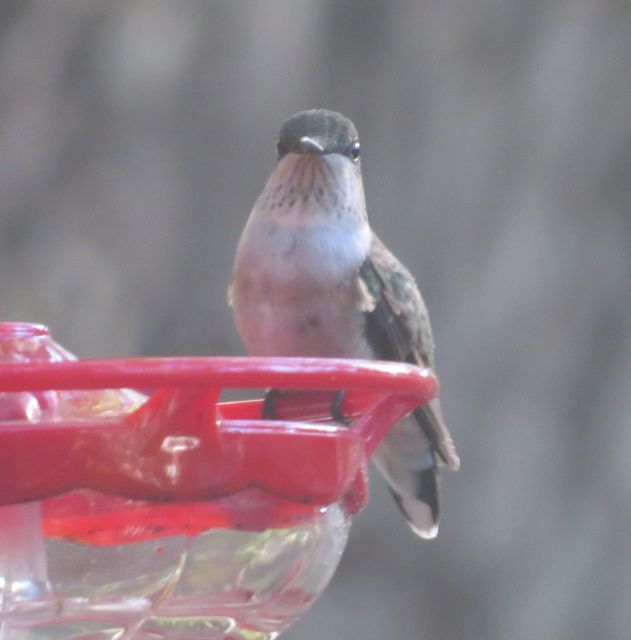 Ruby-throated Hummingbird