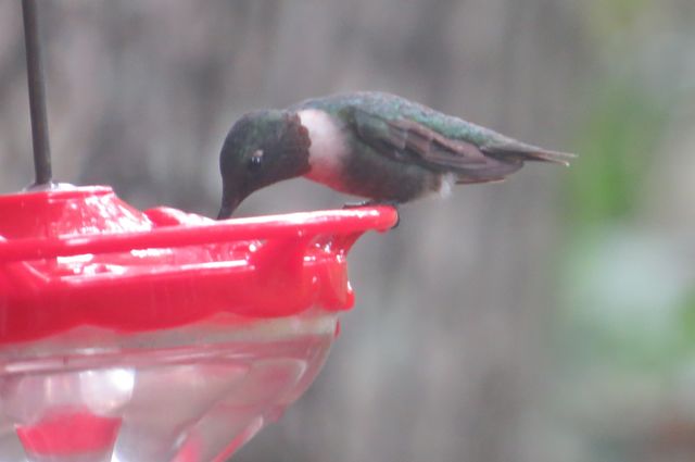 Ruby-throated Hummingbird