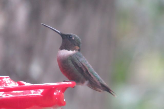 Ruby-throated Hummingbird