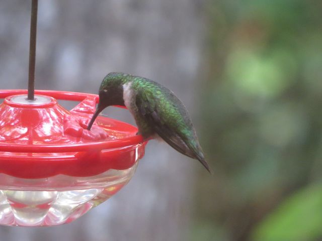 Ruby-throated Hummingbird