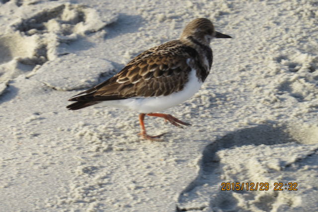 Ruddy Turnstone