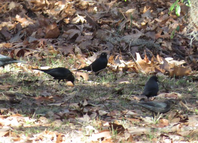 Rusty Blackbird