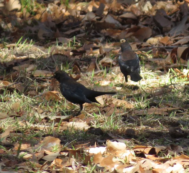 Rusty Blackbird