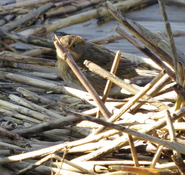 Saltmarsh Sparrow