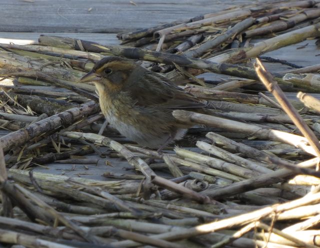 Saltmarsh Sparrow