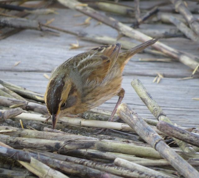 Saltmarsh Sparrow