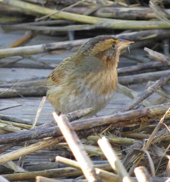 Saltmarsh Sparrow