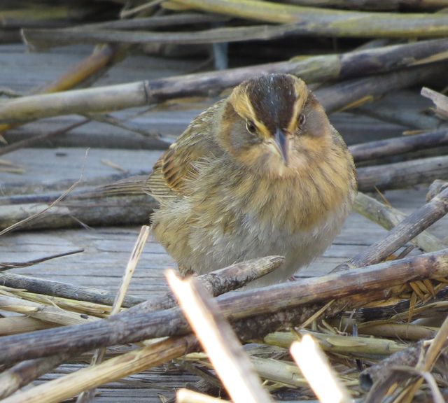 Saltmarsh Sparrow