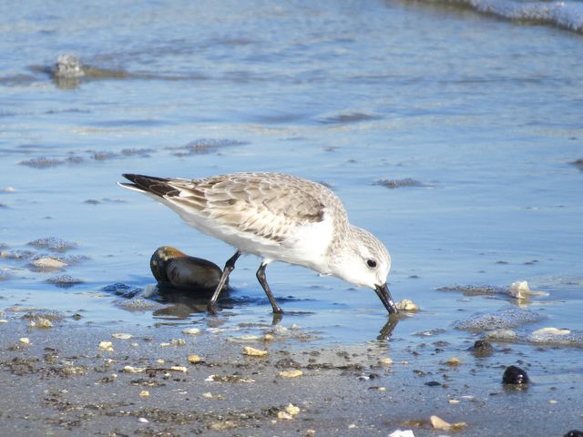 Sanderling