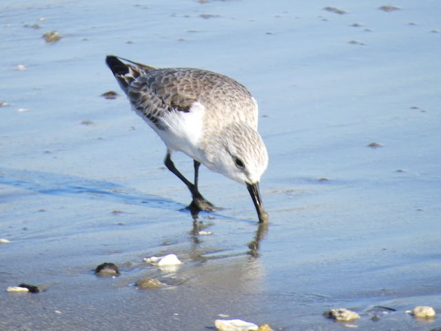 Sanderling