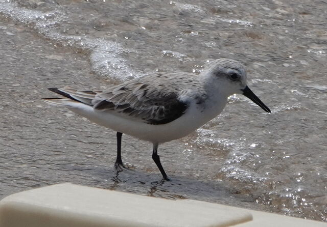 Sanderling