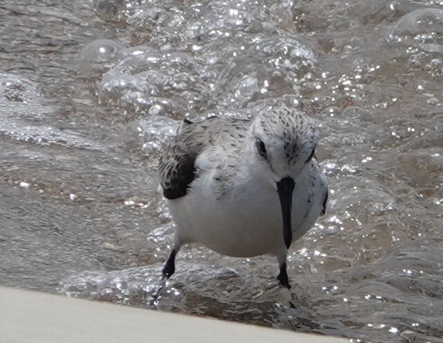 Sanderling