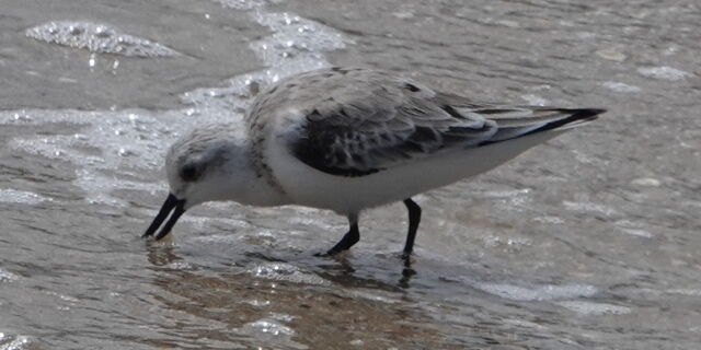 Sanderling