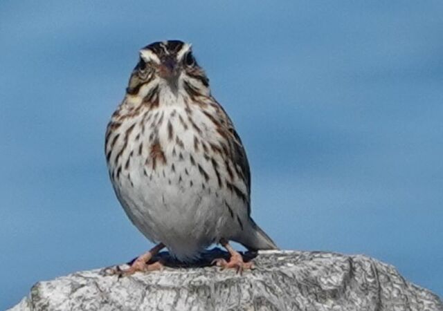 Savannah Sparrow