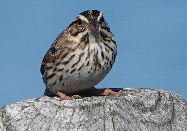 Savannah Sparrow