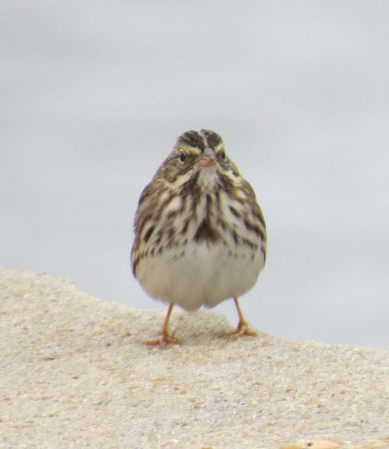 Savannah Sparrow
