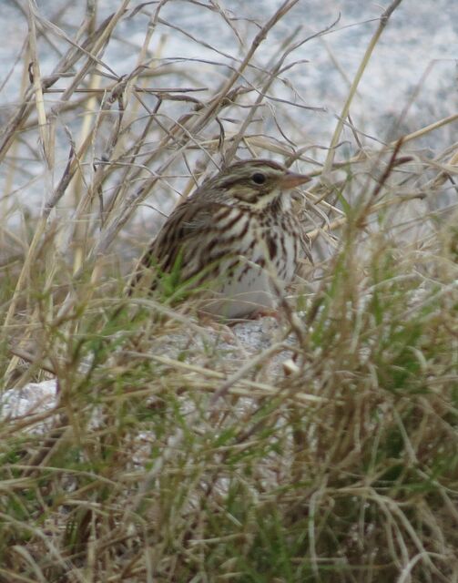 Savannah Sparrow