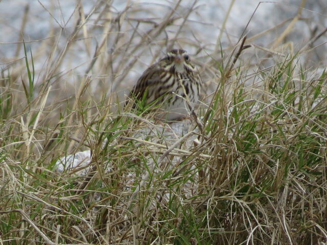 Savannah Sparrow