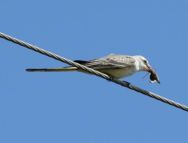 Scissor-tailed Flycatcher