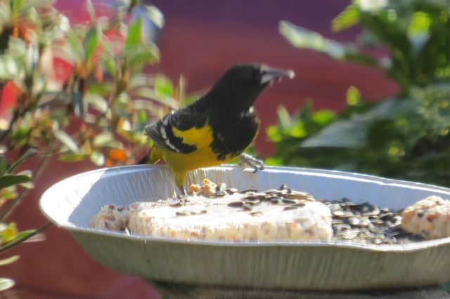 Scott's Oriole