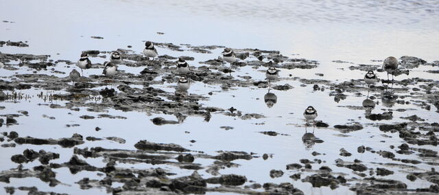 Semipalmated Plover
