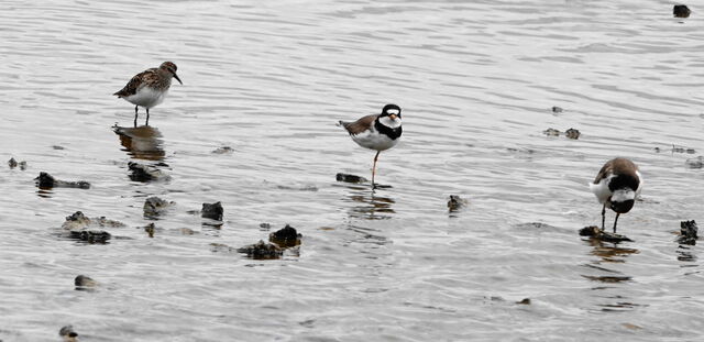 Semipalmated Plover