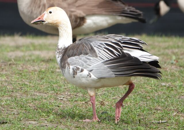 Snow Goose
