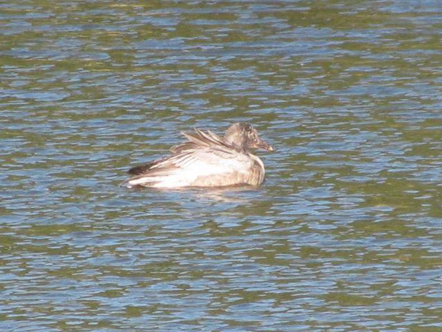 Snow Goose