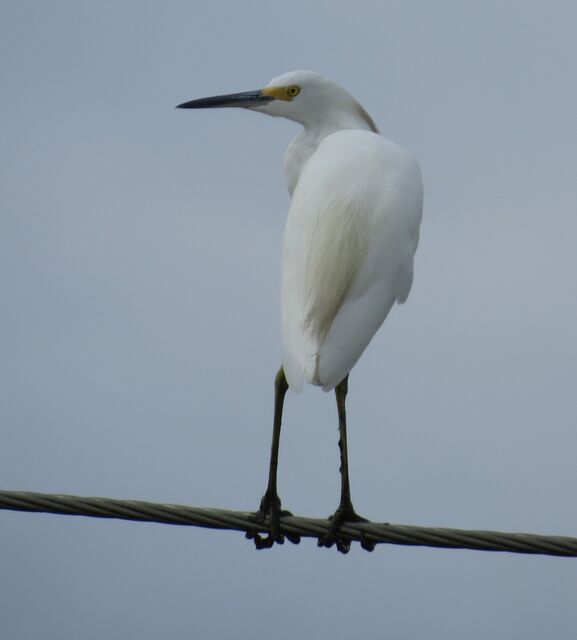 Snowy Egret