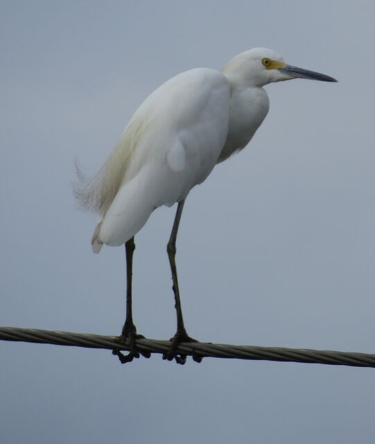 Snowy Egret