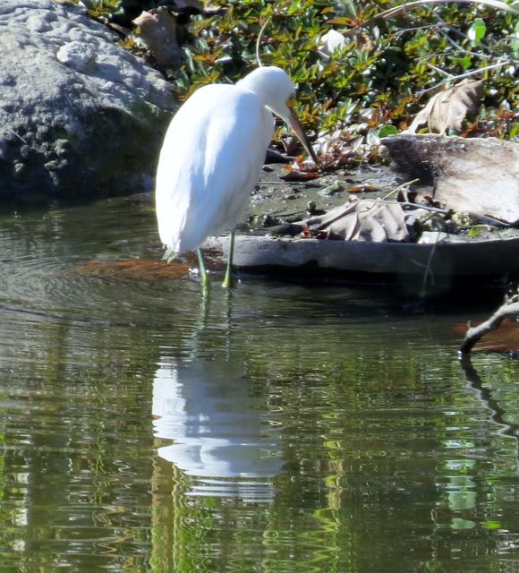 Snowy Egret