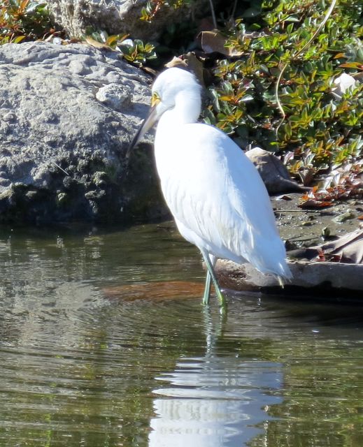 Snowy Egret