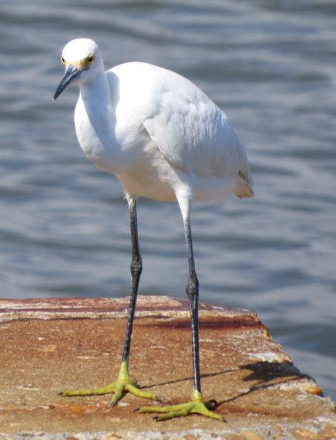 Snowy Egret
