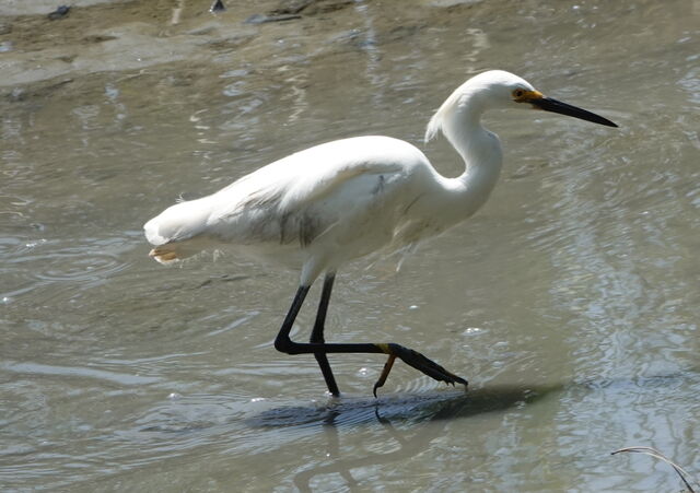 Snowy Egret