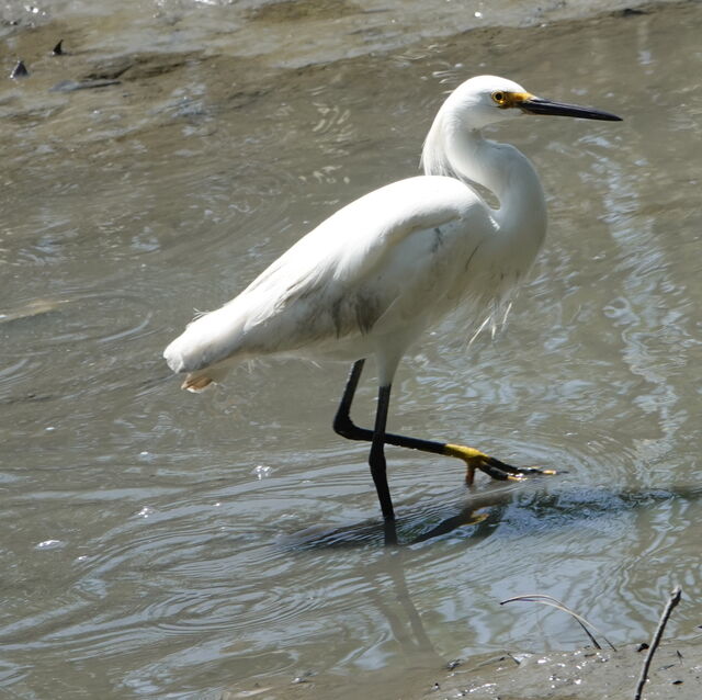 Snowy Egret