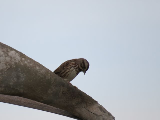 Song Sparrow