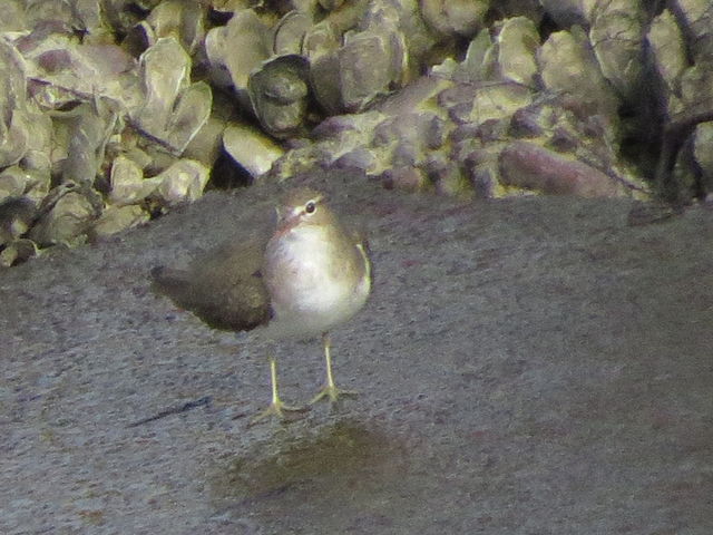 Spotted Sandpiper