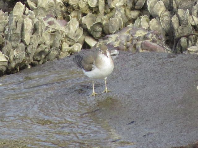 Spotted Sandpiper