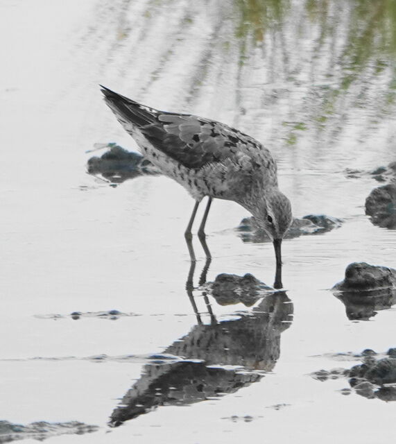 Stilt Sandpiper