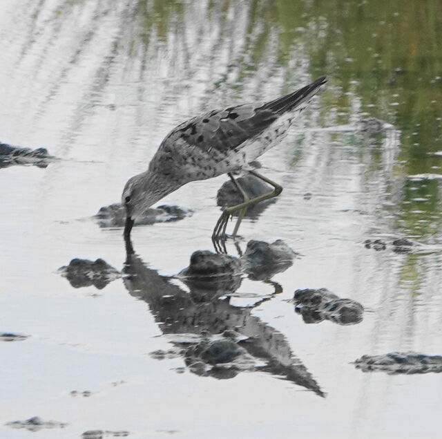 Stilt Sandpiper