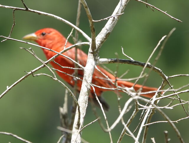 Summer Tanager