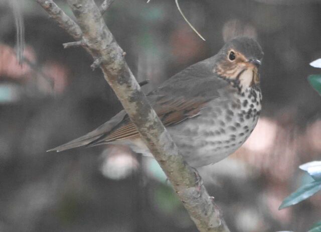 Swainson's Thrush