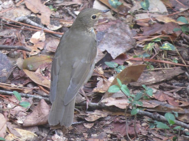 Swainson's Thrush