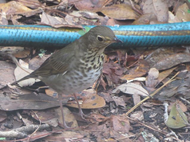 Swainson's Thrush