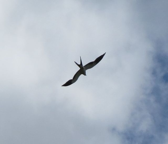 Swallow-tailed Kite