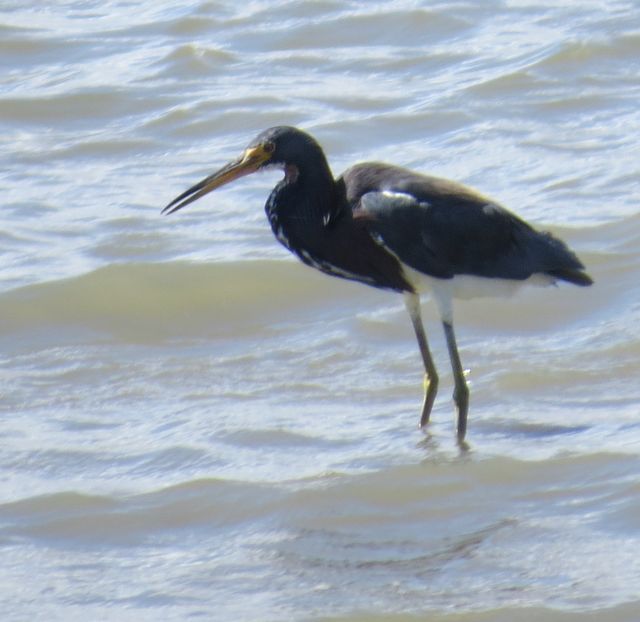 Tricolored Heron