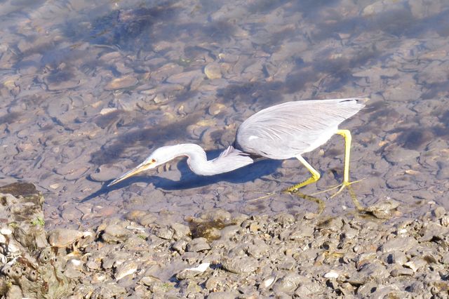 Tricolored Heron